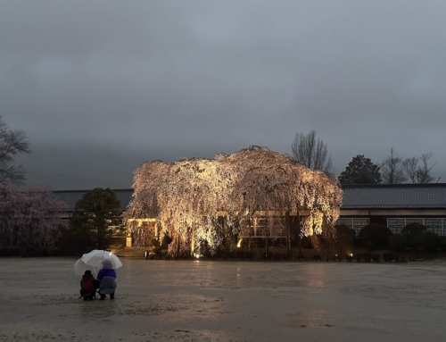 令和８年３月３１日　宵の口「杵原学校の大枝垂れ桜の様子」　満開　満開９分～