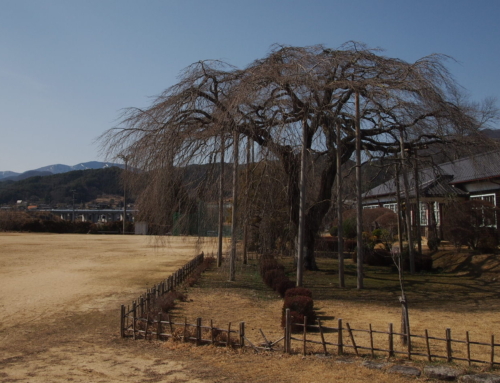 令和８年３月１日  「杵原学校の大枝垂れ桜の様子」蕾