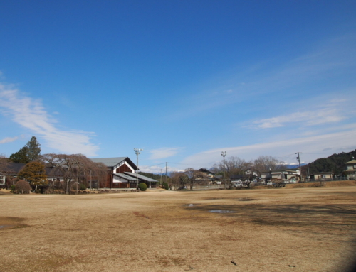 令和８年３月７日  「杵原学校の大枝垂れ桜の様子」蕾