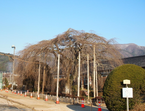 令和６年３月１４日「杵原学校の大枝垂れ桜の様子」まだまだ蕾です！