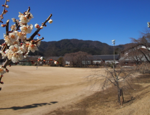 令和８年３月１４日  「杵原学校の大枝垂れ桜の様子」蕾