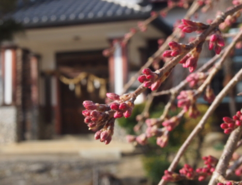 令和８年３月１５日  「杵原学校の大枝垂れ桜の様子」蕾