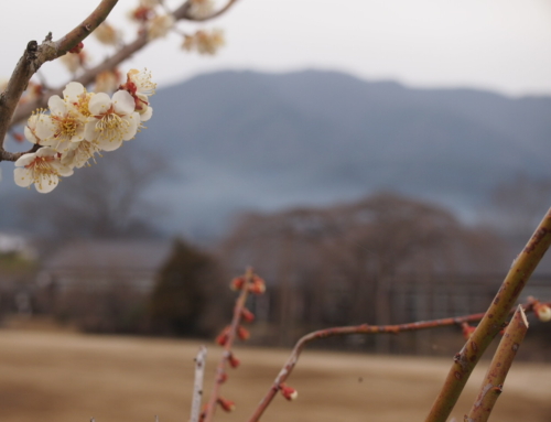 令和６年３月１７日「杵原学校の大枝垂れ桜の様子」まだまだ蕾です！