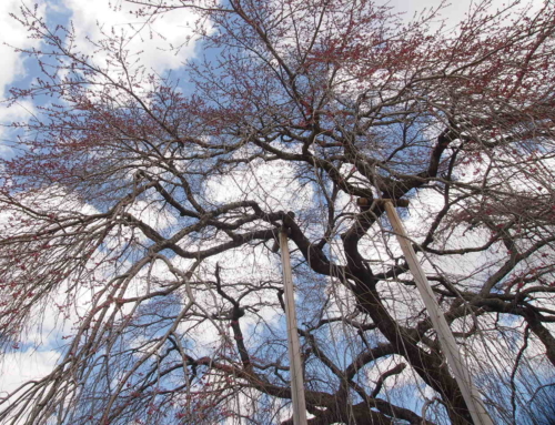 令和８年３月１７日  「杵原学校の大枝垂れ桜の様子」蕾