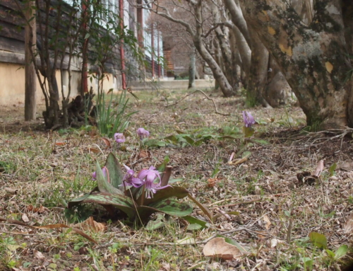 令和８年３月１８日  「杵原学校の大枝垂れ桜の様子」蕾