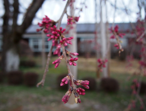 令和５年３月２０日 夕方「杵原学校の大垂れ桜の様子」