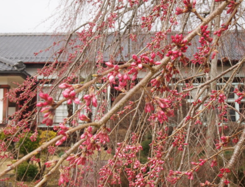 令和８年３月２０日  「杵原学校の大枝垂れ桜の様子」蕾
