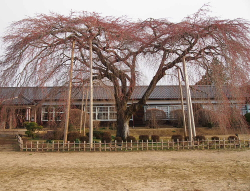 令和５年３月２１日「杵原学校の大垂れ桜の様子」