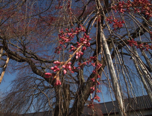 令和８年３月２１日  「杵原学校の大枝垂れ桜の様子」蕾　つぼみ（残り２日程）