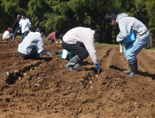 令和８年３月２１日「こども教室　ジャガイモの植え付け・紙飛行機づくり」