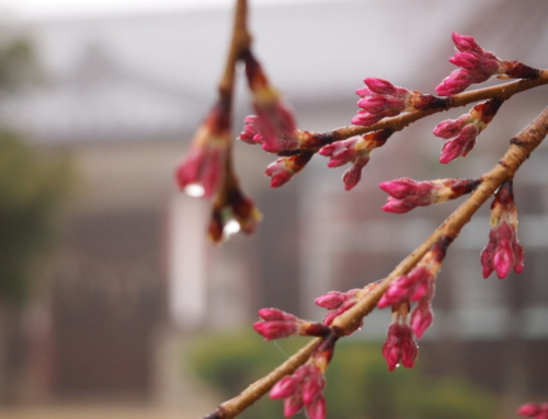 令和５年３月２２日「杵原学校の大垂れ桜の様子」