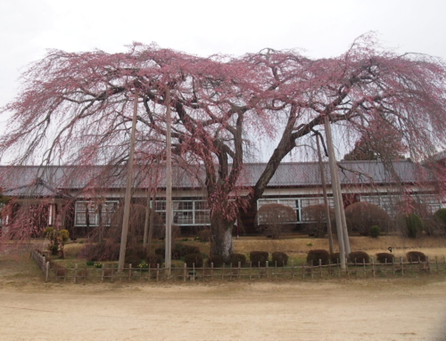 令和８年３月２３日　朝 「杵原学校の大枝垂れ桜の様子」蕾　つぼみ（残り２日程）