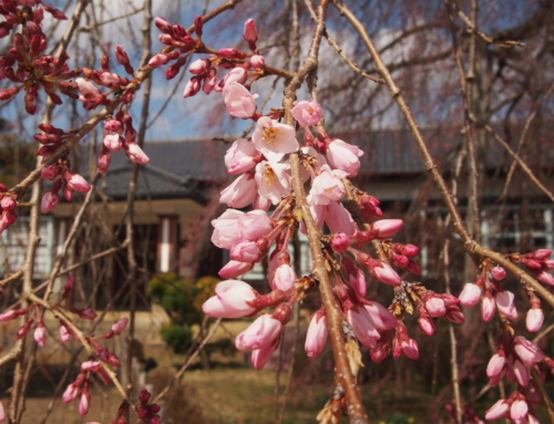 令和８年３月２３日　昼 「杵原学校の大枝垂れ桜の様子」祝！開花！！　咲き始め　開花１輪～