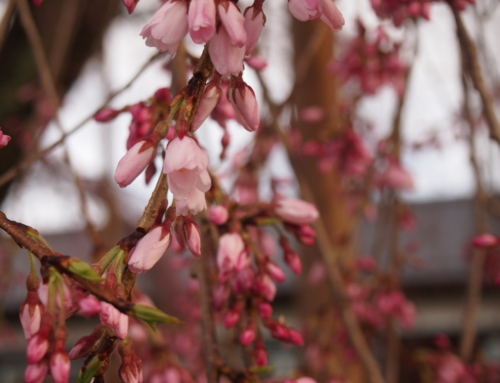 令和５年３月２４日「杵原学校の大垂れ桜の様子」