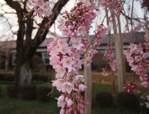令和５年３月２４日 夕方 咲き始め　一気に三分咲き！「杵原学校の大垂れ桜の様子」