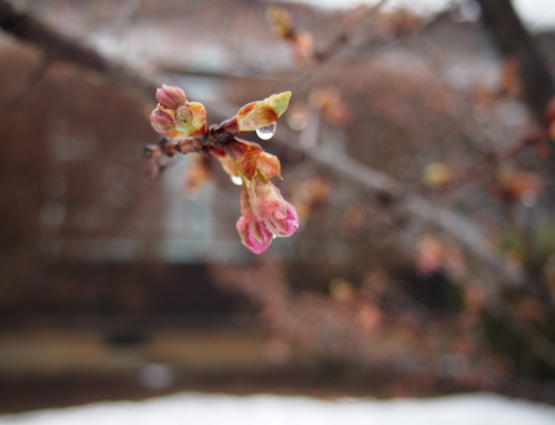令和６年３月２４日「杵原学校の大枝垂れ桜の様子」蕾です！河津桜も未開花です！！