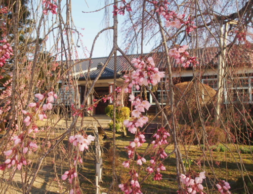 令和８年３月２４日　朝 「杵原学校の大枝垂れ桜の様子」祝！開花！！２日目　咲き始め　１～３分