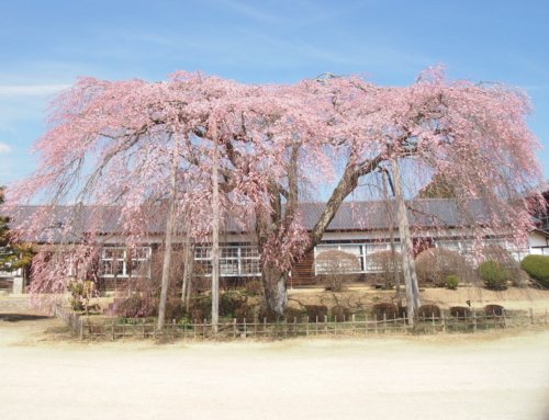 令和８年３月２４日　昼 「杵原学校の大枝垂れ桜の様子」祝！開花！！２日目　咲き始め　１～３分