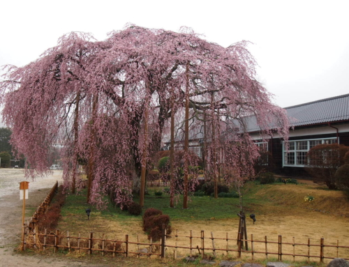 令和５年３月２５日 五分咲き「杵原学校の大垂れ桜の様子」