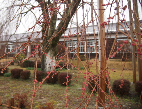 令和６年３月２５日「杵原学校の大枝垂れ桜の様子」雨です。蕾の状態です