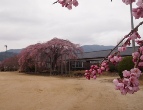 令和８年３月２５日　朝 「杵原学校の大枝垂れ桜の様子」祝！開花！！３日目　咲き始め　１～３分