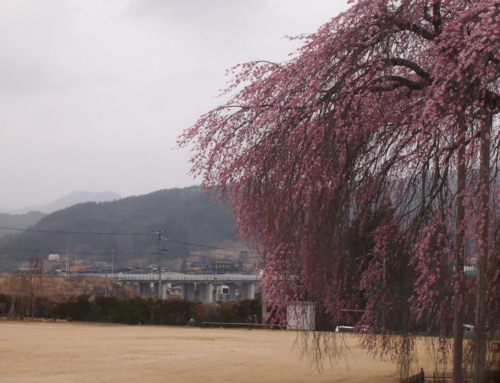 令和８年３月２５日　昼 「杵原学校の大枝垂れ桜の様子」祝！開花！！３日目　咲き始め　１～３分