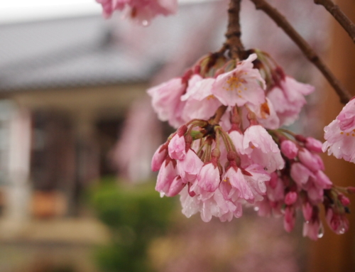 令和５年３月２６日 五分咲き「杵原学校の大垂れ桜の様子」