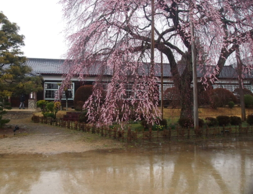 令和８年３月２６日　朝 「杵原学校の大枝垂れ桜の様子」祝！開花！！３日目　咲き始め　１～３分