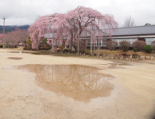 令和８年３月２６日　昼 「杵原学校の大枝垂れ桜の様子」祝！開花！！４日目　咲き始め　１～３分