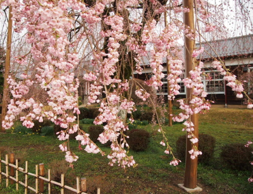 令和５年３月２７日朝　五分咲き「杵原学校の大垂れ桜の様子」