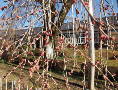 令和６年３月２７日「杵原学校の大枝垂れ桜の様子」蕾状況です。河津桜は開花か？