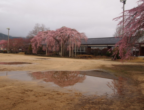 令和８年３月２７日　朝 「杵原学校の大枝垂れ桜の様子」　５分咲き　３～５分