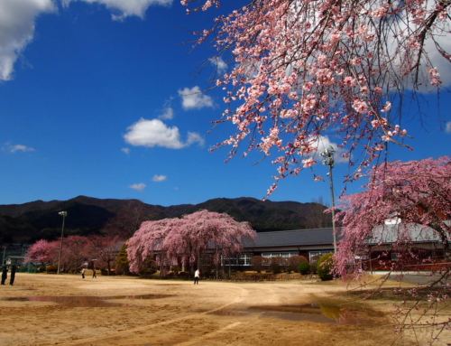 令和８年３月２７日　昼「杵原学校の大枝垂れ桜の様子」　５分咲き　３～５分