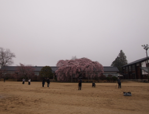 令和８年３月２８日　朝「杵原学校の大枝垂れ桜の様子」　５分咲き　５～６分