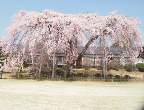 令和８年３月２８日　昼「杵原学校の大枝垂れ桜の様子」　５分咲き　５～６分