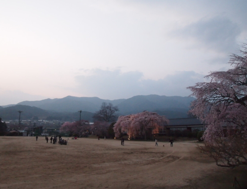 令和８年３月２８日　夕方「杵原学校の大枝垂れ桜の様子」　満開　満開近し７分～