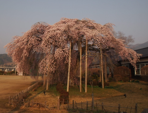 令和８年３月２９日　朝「杵原学校の大枝垂れ桜の様子」　満開　満開近し７分～