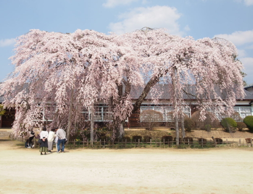 令和８年３月２９日　昼「杵原学校の大枝垂れ桜の様子」　満開　満開近し７分～