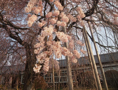 令和８年３月３０日　朝「杵原学校の大枝垂れ桜の様子」　満開　満開９分～