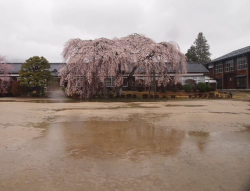 令和８年３月３１日　朝「杵原学校の大枝垂れ桜の様子」　満開　満開９分～