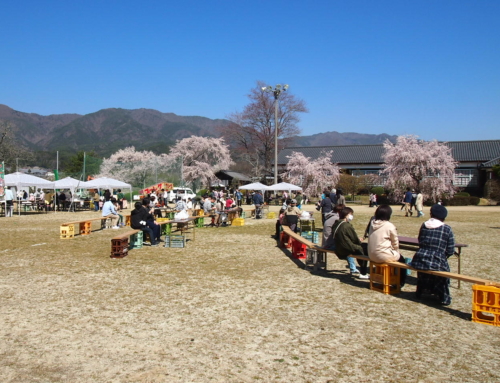令和５年４月１日 散り始め 桜祭りは今日と明日「杵原学校の大垂れ桜の様子」