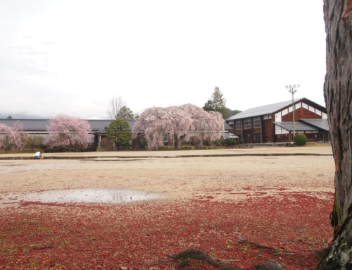 令和８年４月１日　朝「杵原学校の大枝垂れ桜の様子」　散り始め　ー３分～
