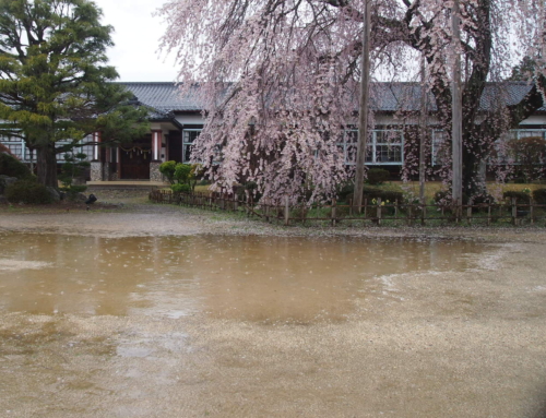 令和８年４月１日　昼「杵原学校の大枝垂れ桜の様子」　散り始め　ー３分～