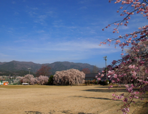 令和５年４月２日 散り始め 「杵原学校の大垂れ桜の様子」