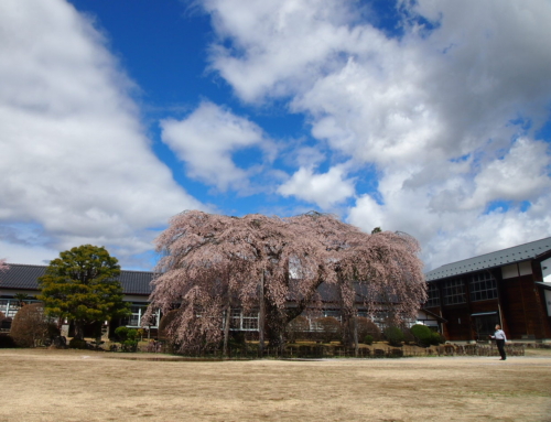 令和８年４月２日　昼「杵原学校の大枝垂れ桜の様子」　散り始め　ー３分～