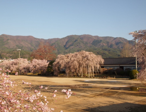 令和８年４月３日　朝「杵原学校の大枝垂れ桜の様子」　散り始め　ー３分～