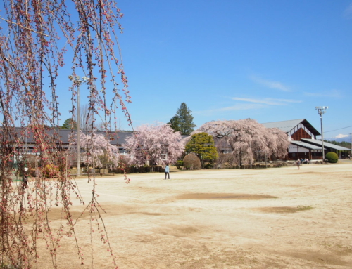 令和８年４月３日　今夜も校舎開放有ります！(18時～20時)　昼「杵原学校の大枝垂れ桜の様子」　散り始め　ー３分～