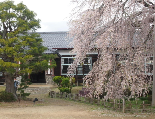 令和８年４月４日　本日も校舎開放有ります！(10時～15時)　朝「杵原学校の大枝垂れ桜の様子」　落花盛ん　ー５分～