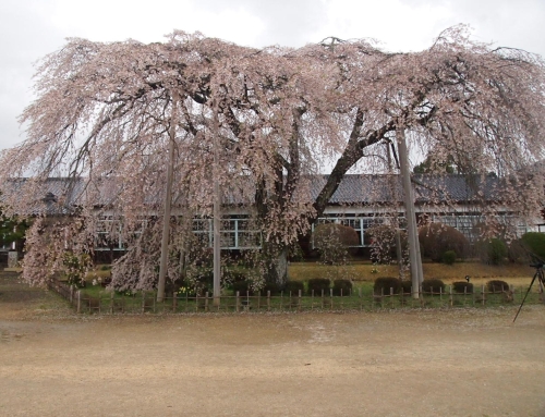 令和８年４月４日　夕方「杵原学校の大枝垂れ桜の様子」　落花盛ん　ー５分～