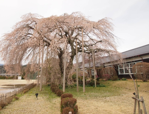 令和８年４月５日　本日も校舎開放有ります！(10時～15時)　朝「杵原学校の大枝垂れ桜の様子」　落花盛ん　ー５分～